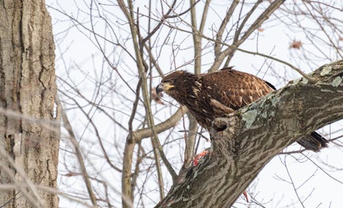 Photo of a Brown Eagle Perched on a Tree Branch