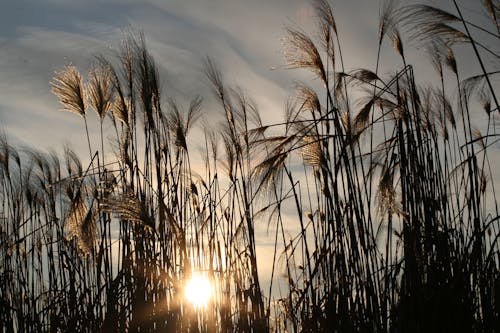 Free Silhouette of Grass Fields Stock Photo