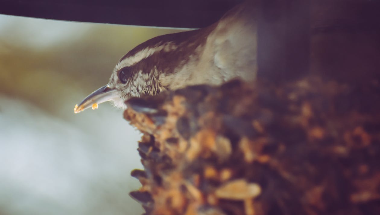 Close up of a Bird in a Nest