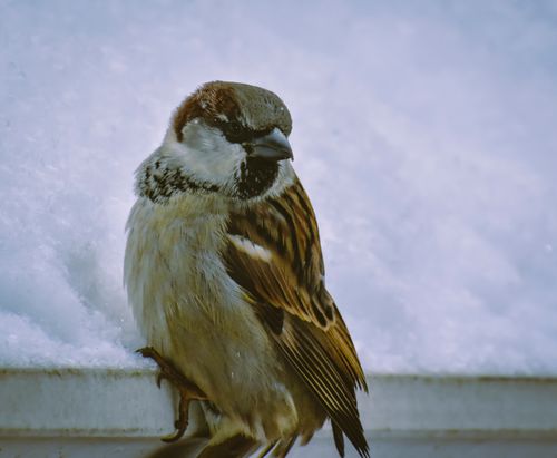 Free A sparrow perched on a snowy ledge, captured in winter detailing its feathers. Stock Photo