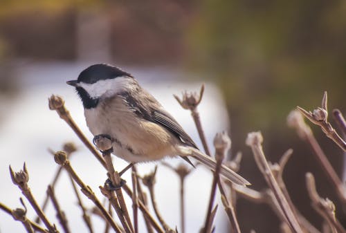 kara başlıklı bülbül, kuş, kuşbilim içeren Ücretsiz stok fotoğraf
