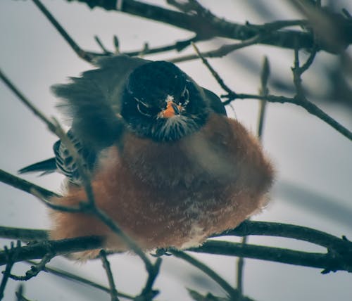 Close up of a Beige and Gray Bird Perching on a Branch in Winter