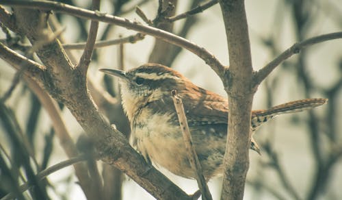 Gratis stockfoto met bruin, depth of field, detailopname