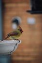 Brown and Yellow Bird on White Ceramic Sink