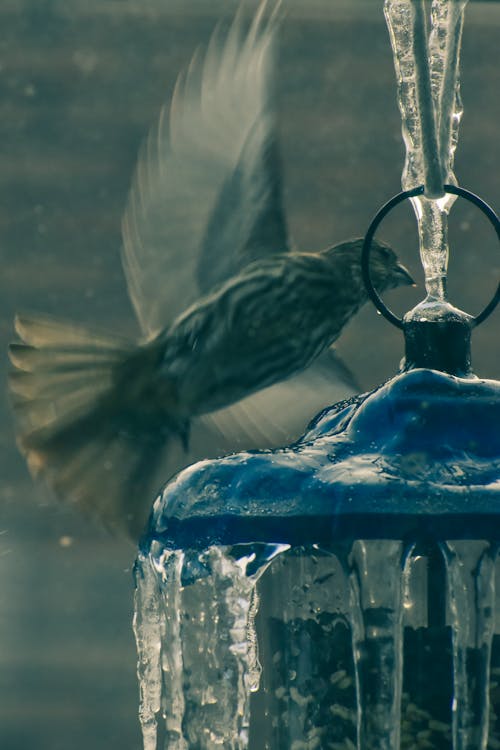 A Bird Flying Next to a Lantern Covered with Icicles