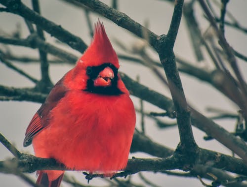 Free Red Bird Perched on a Tree Branch Stock Photo