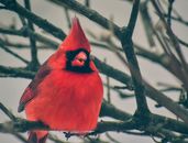 Red Bird on Brown Tree Branch