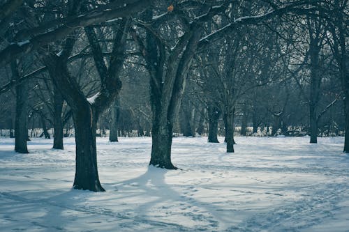 Ilmainen kuvapankkikuva tunnisteilla lumi, lumi peitetty maa, luonto