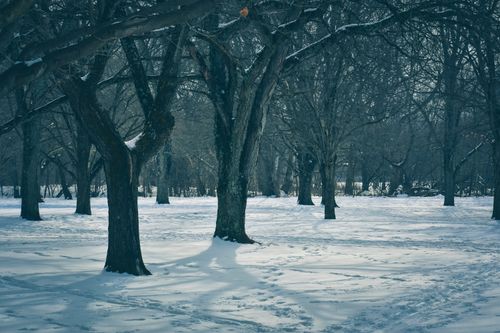 Free A tranquil winter forest scene with bare trees and snow-covered ground, evoking calm and serenity. Stock Photo