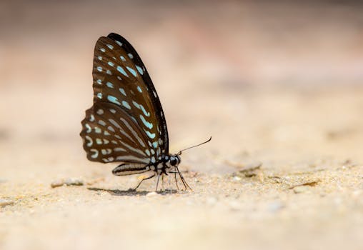 Detailed macro shot of a butterfly resting on sandy ground, showcasing nature's beauty.