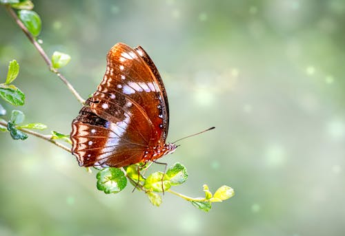 セレクティブフォーカス, バタフライ, ブルームーンバタフライの無料の写真素材