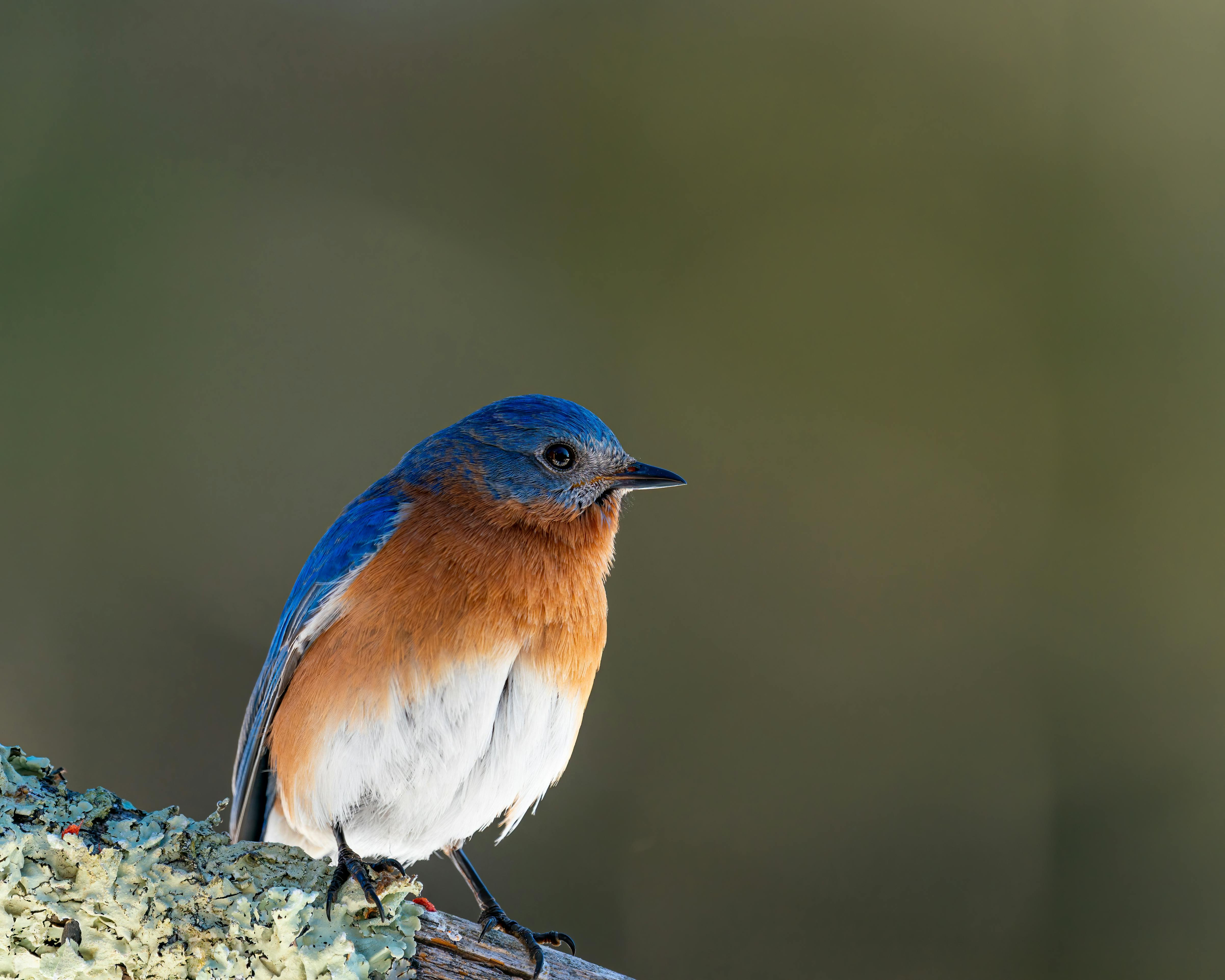 mountain bluebird hd