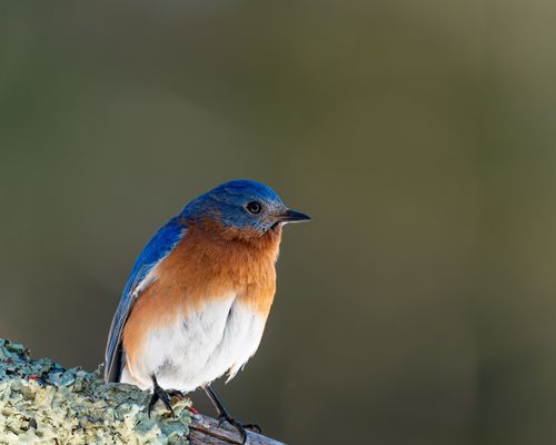 Free Bright bird with blue plumage and chest with red and white spots sitting wooden sprig in woods on blurred background Stock Photo