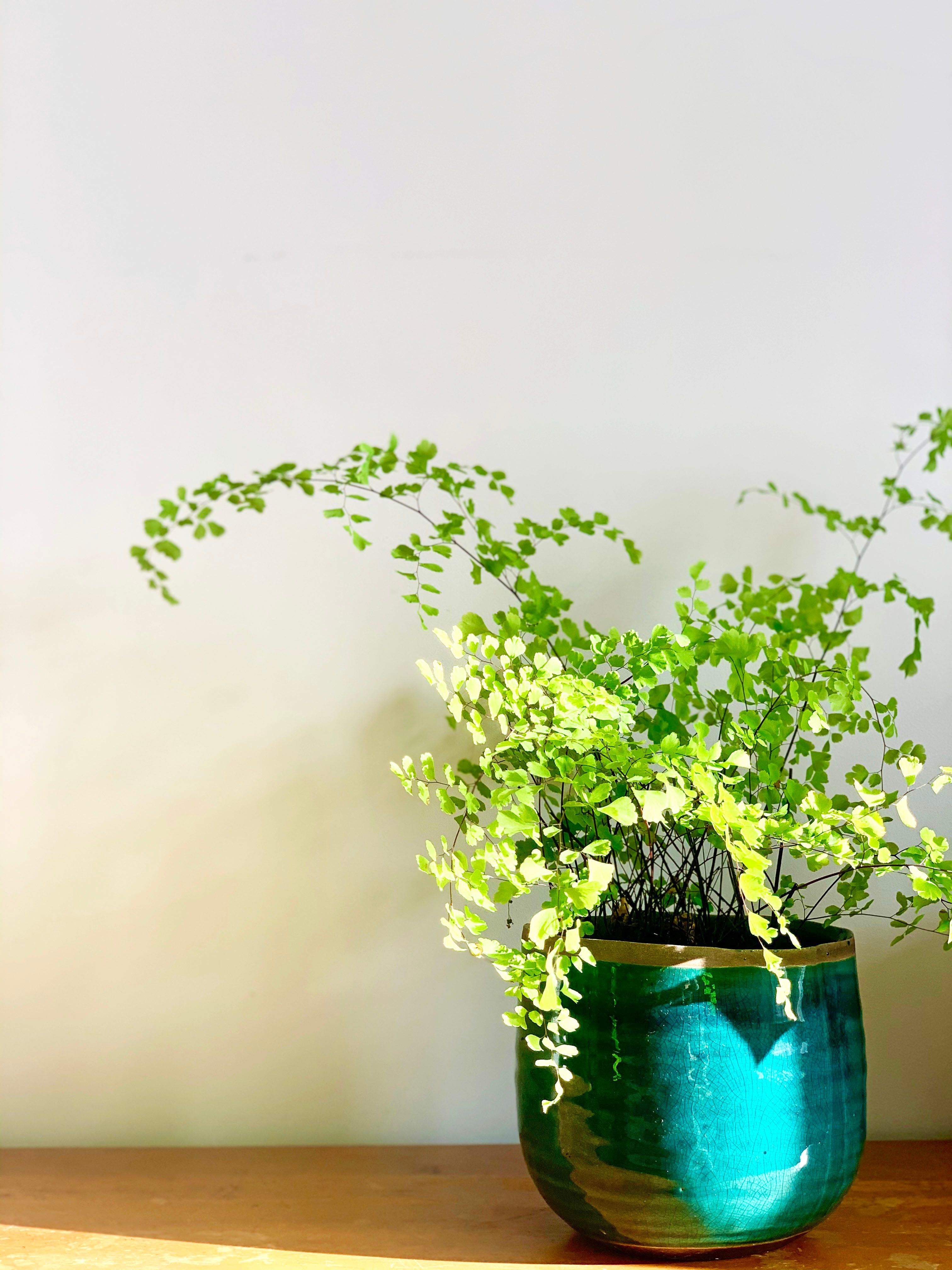 maidenhair fern in clay pot