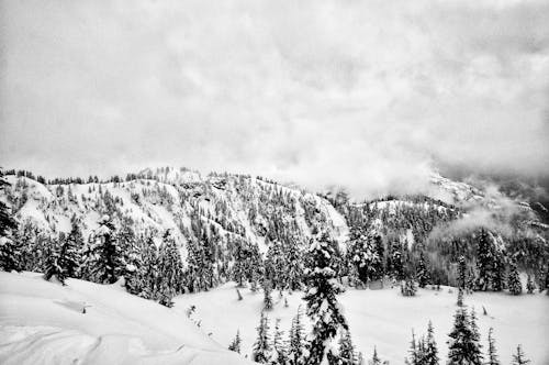 A Grayscale Photo of Snow Covered Trees Under the Cloudy Sky