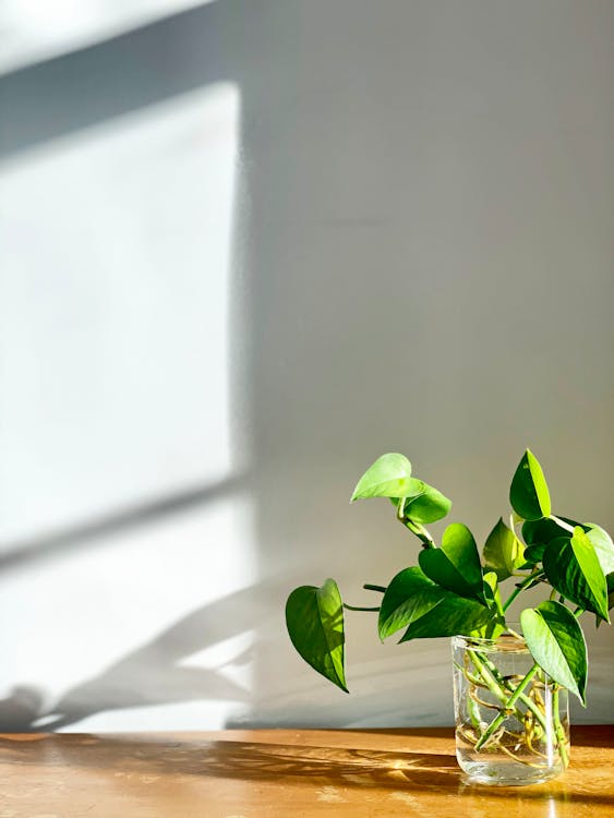 Free Green Plant on White Table Stock Photo