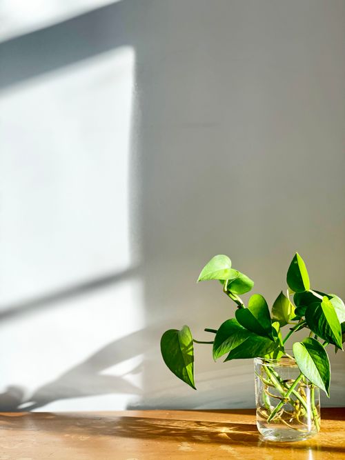 Free A small green plant in a glass vase bathed in sunlight against a plain wall, creating a serene and minimalist setting. Stock Photo