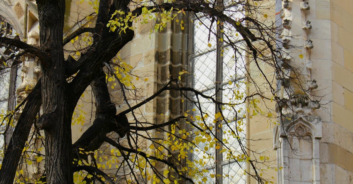 Free stock photo of autumn, cathedral, gothic