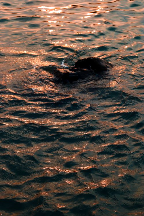 Free High angle of rippling dark ocean water with stones in twilight in sunlight Stock Photo