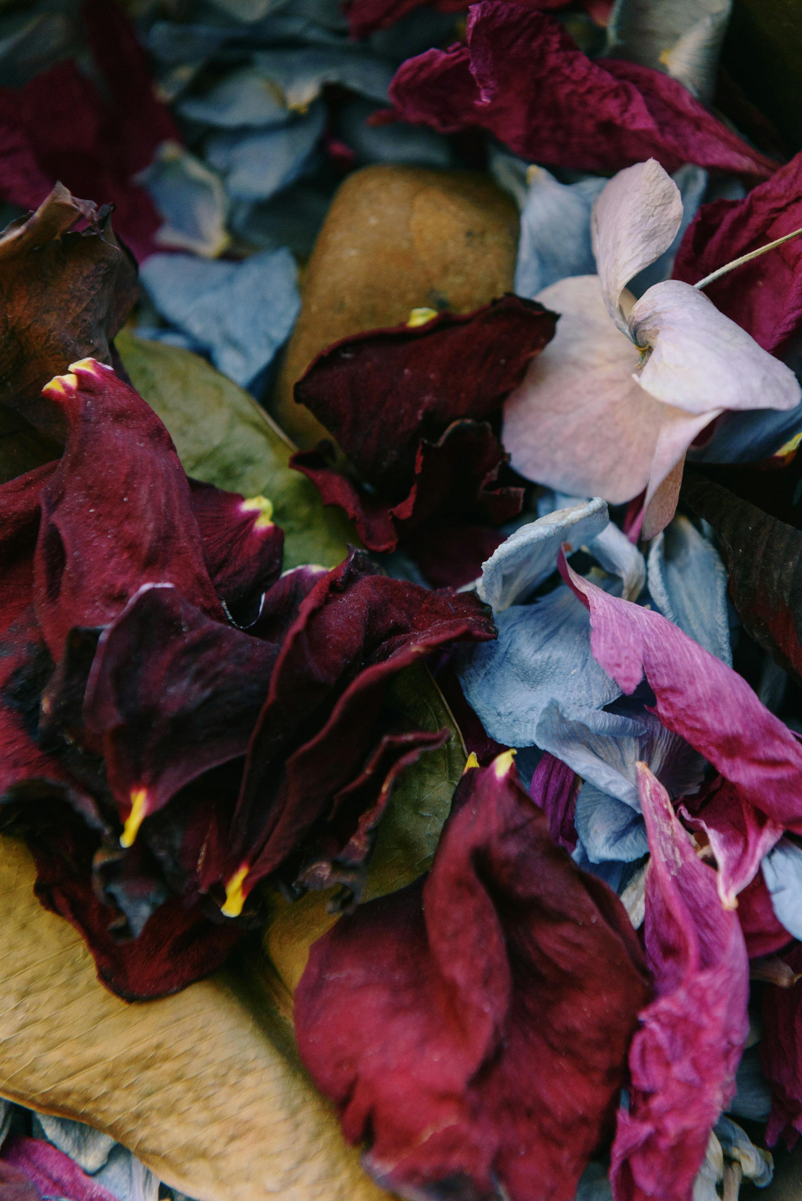 High angle close up of dried flower petals - Stock Image - F032/4354 -  Science Photo Library