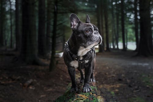 Fotobanka s bezplatnými fotkami na tému cicavec, domáce zviera, exteriéry