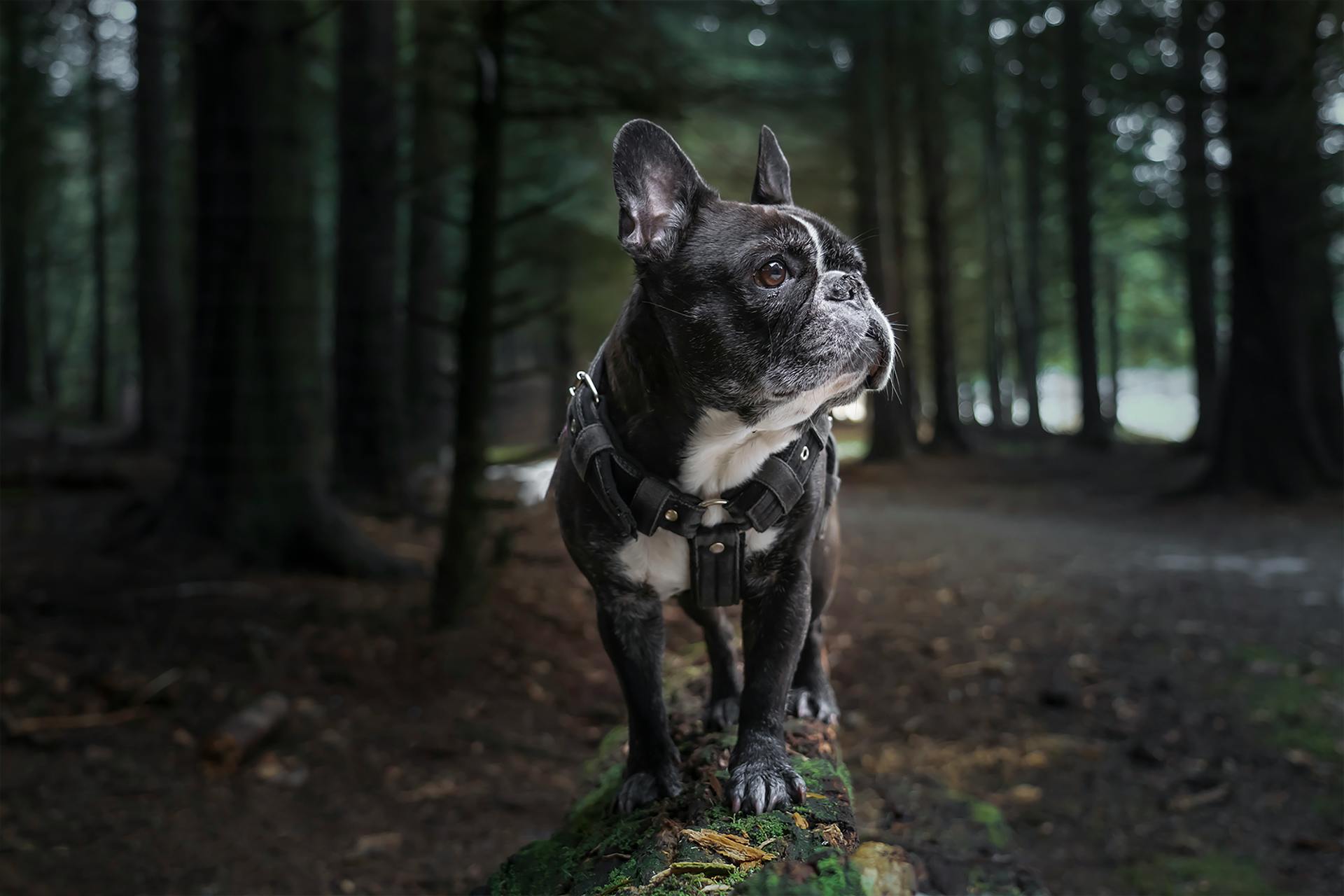 Black and White French Bulldog