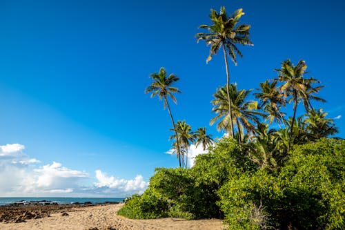 Green Palm Trees Near Sea