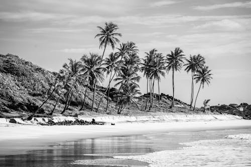 Fotobanka s bezplatnými fotkami na tému breh, čierny a biely, kokosové palmy