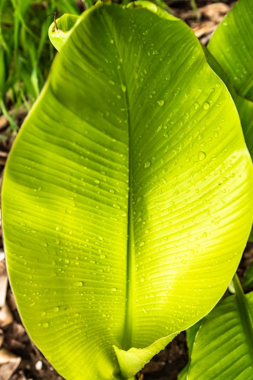 Green Banana Leaf With Water Droplets