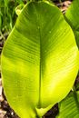 Green Leaf Plant