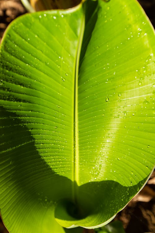 Green Leaf With Water Droplets