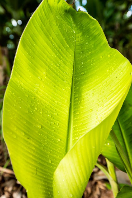 Green Leaf Plant