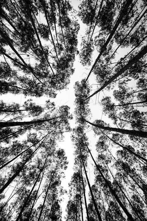 Grayscale Photo of Trees