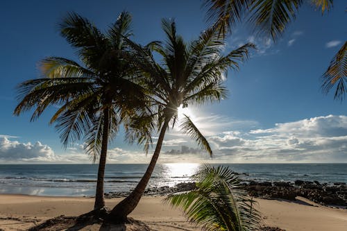 Foto d'estoc gratuïta de cocoters, horitzó, mar