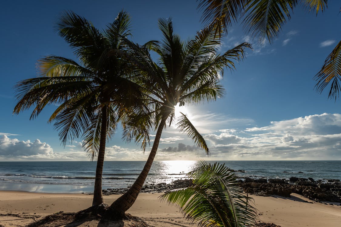 Základová fotografie zdarma na téma horizont, kokosové palmy, moře
