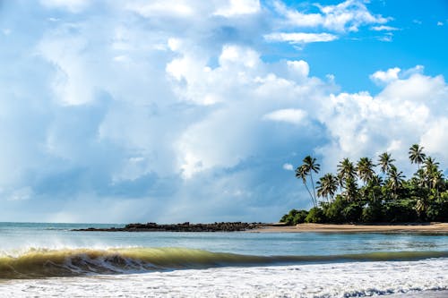 Gratis lagerfoto af bølger, hav, kokostræer