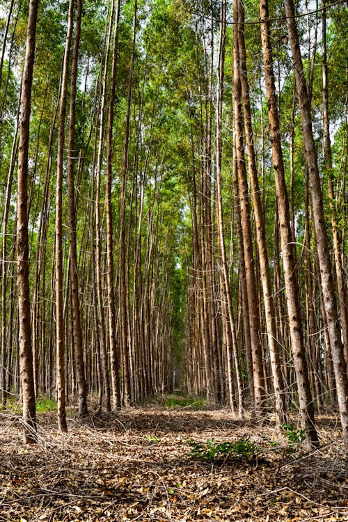 Brown Trees on Brown Field