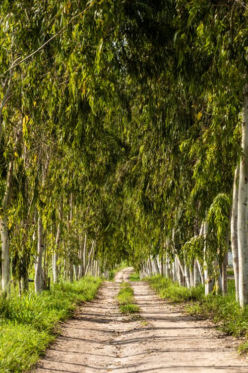 Free Peaceful dirt road surrounded by lush eucalyptus trees in João Pessoa, Brazil. Stock Photo