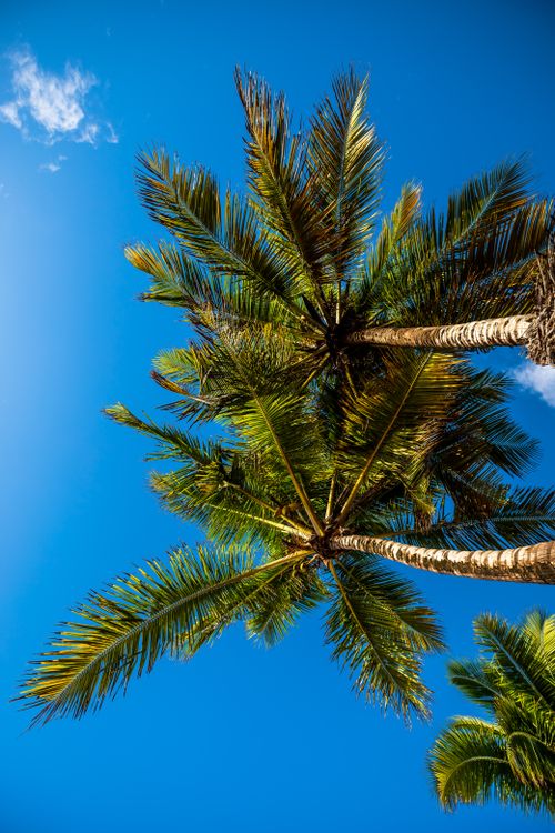 Free Bright tropical palm trees reaching skyward in João Pessoa, Brazil, under a vibrant blue sky. Stock Photo