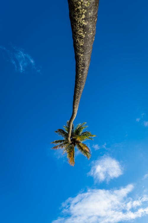 Palm Tree Under Blue Sky