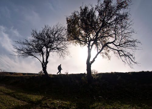 Foto d'estoc gratuïta de alba, arbre, boira