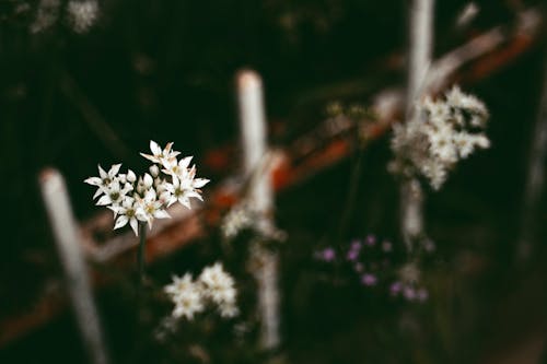 特寫, 白花, 花卉攝影 的 免費圖庫相片