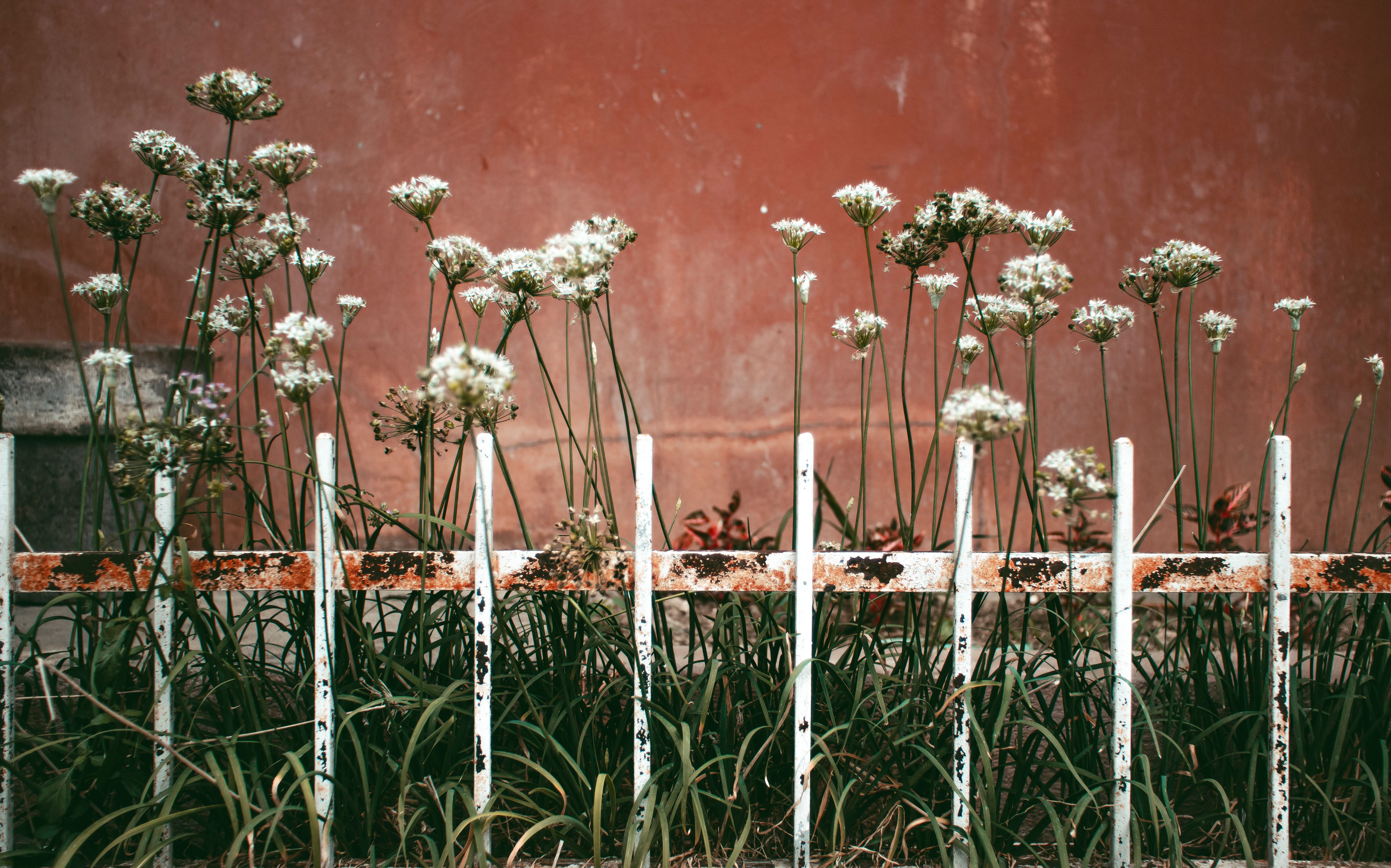 flowers at school fence