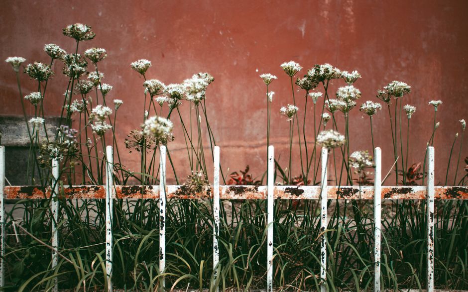 flowers at school fence