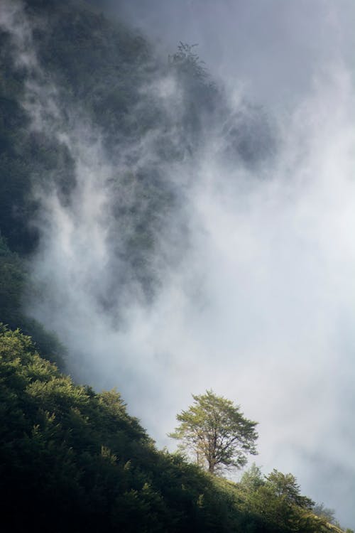 Ücretsiz Sisli Dağ Tarafı Stok Fotoğraflar