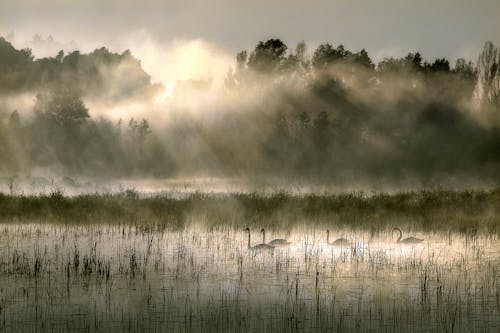 Free stock photo of early morning, sunrays, swans