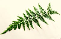 白色背景下的绿蕨叶特写镜头