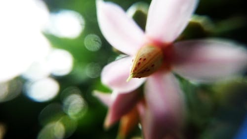무료 핑크 5 꽃잎 꽃 초점 사진 스톡 사진