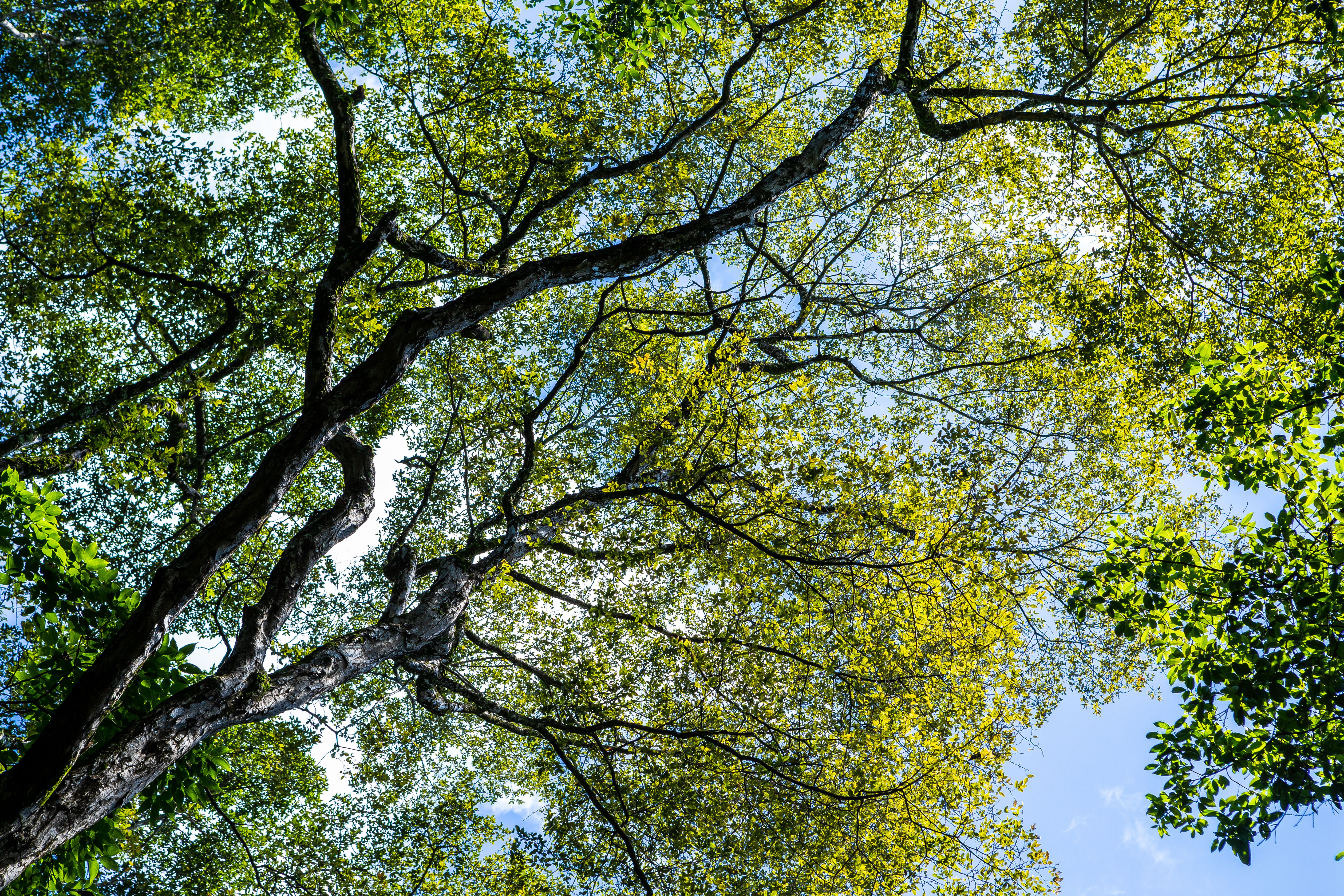 Low Angle Shot of Green Tree Under Blue Sky · Free Stock Photo
