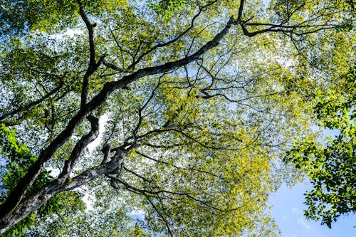 Ilmainen kuvapankkikuva tunnisteilla kuva alakulmasta, puun oksat, sininen taivas